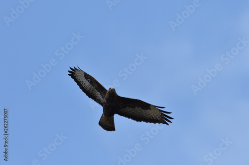hawk predatory bird flying in the sky close-up