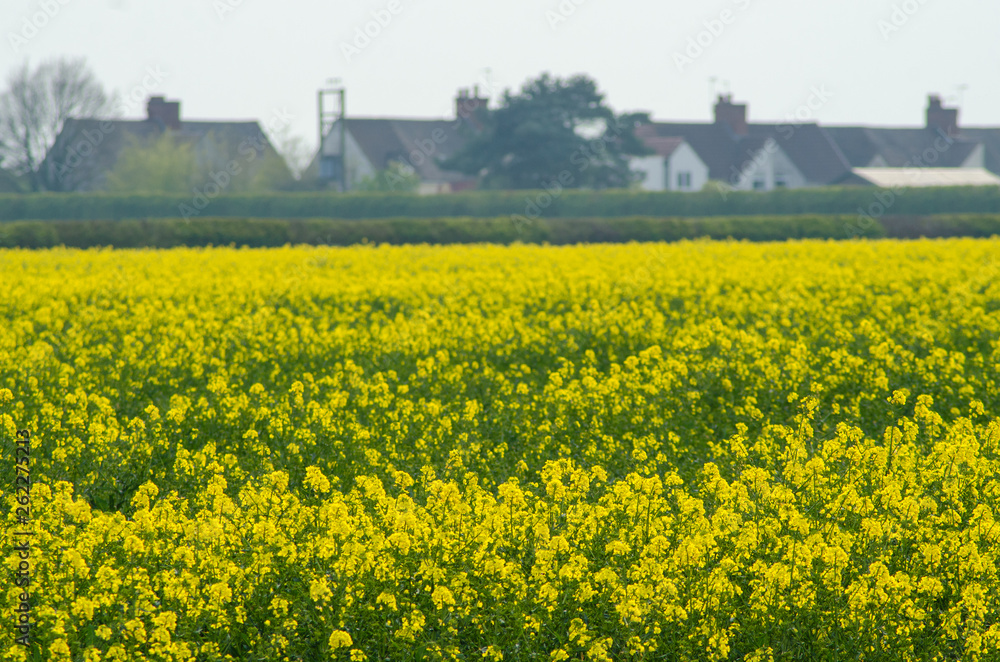 A view across a field full or rapeseed in bloom,