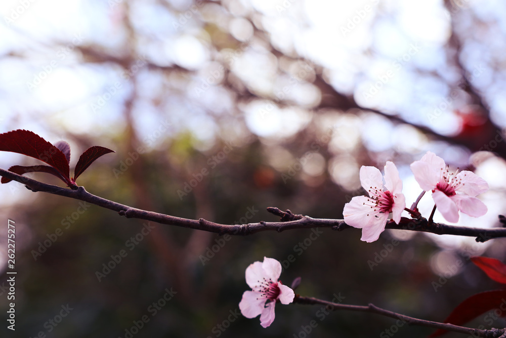 background of spring cherry blossoms tree. selective focus background of spring cherry blossoms tree. selective focus
