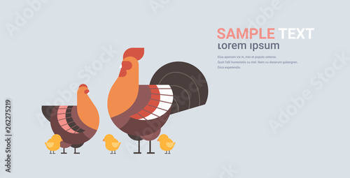 cute chicken family cartoon hen cock and chick domestic birds animals poultry farm concept flat horizontal copy space photo