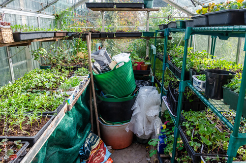 Seedlings and young plants growing in seed trays and old margarine tubs on shelves in a greenhouse. Grown at home by a keen gardener,