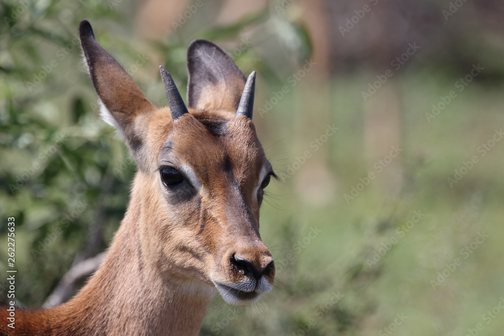 Schwarzfersenantilope / Impala / Aepyceros melampus.. Schwarzfersenantilope / Impala / Aepyceros melampus..