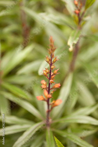 Flora of Gran Canaria - Isoplexis isabelliana photo