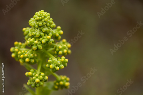 Flora of Gran Canaria - Aeonium undulatum