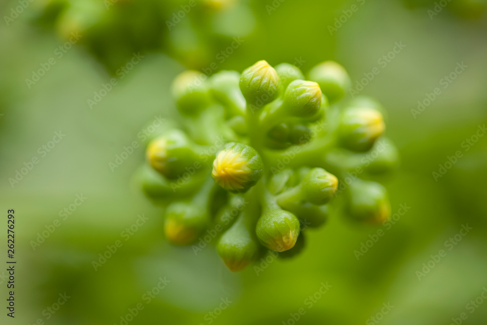 Flora of Gran Canaria - Aeonium undulatum Flora of Gran Canaria - Aeonium undulatum