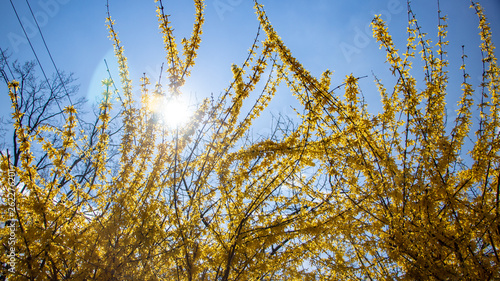 Large blooming forsythia bush blooming in the spring garden