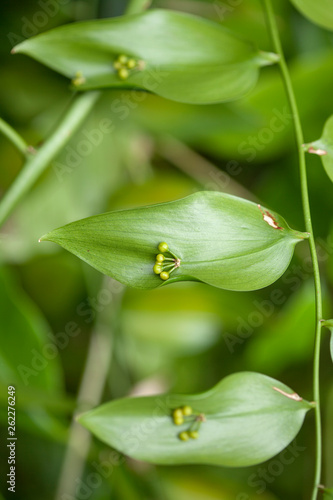 Flora of Gran Canaria - Semele gayae