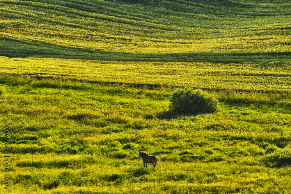 hilly field. picturesque hills. abstract spring field hilly field. picturesque hills. abstract spring field