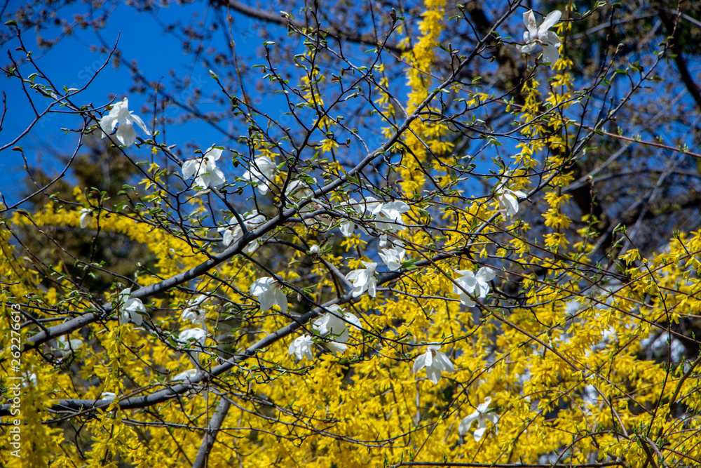 Large blooming forsythia bush blooming in the spring garden Large blooming forsythia bush blooming in the spring garden