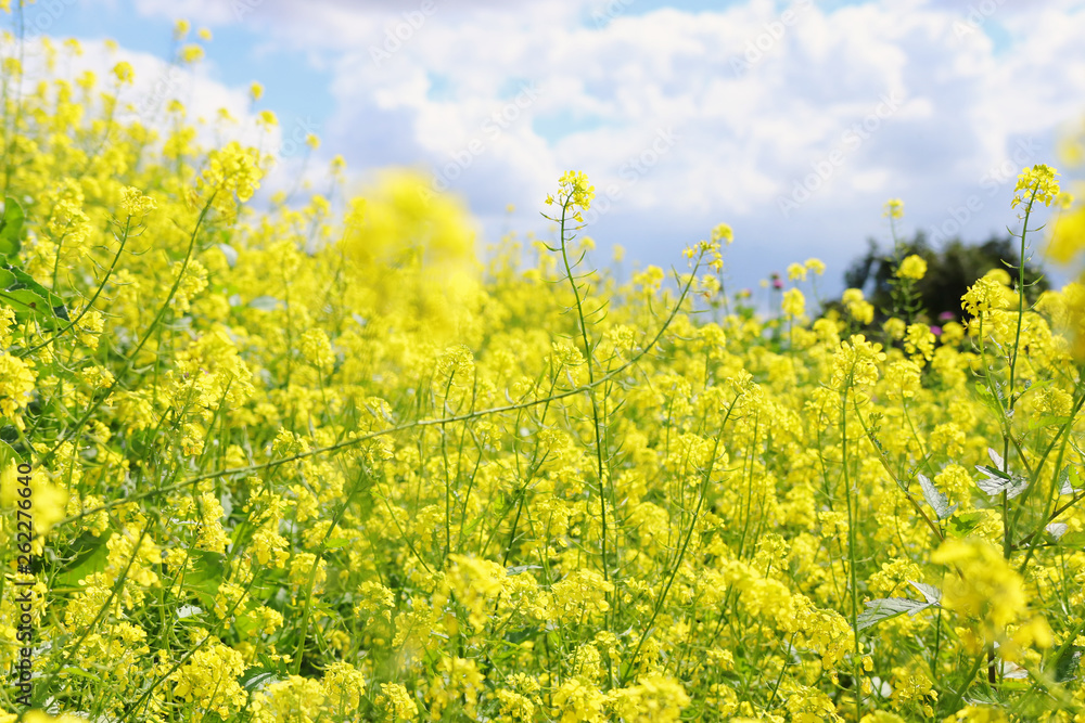 background of spring yellow beautiful flowers. selective focus. background of spring yellow beautiful flowers. selective focus.