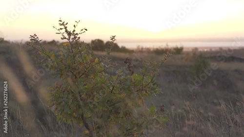 A bush is moving in the wind during sunrise on a field full of dried out grass leaves