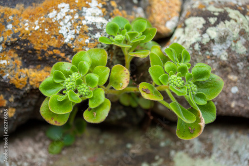 Flora of Gran Canaria - Aichryson laxum photo