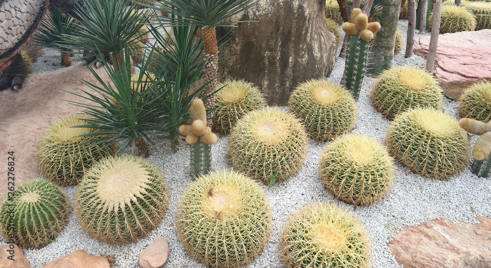 Fototapeta premium Beautiful cactus tree in the gardens outdoor and parks