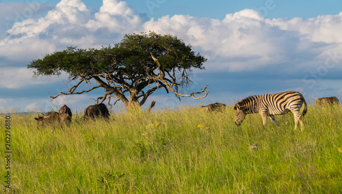 Zebras and buffaloes grassing on the Savannah in South Africa  Africa