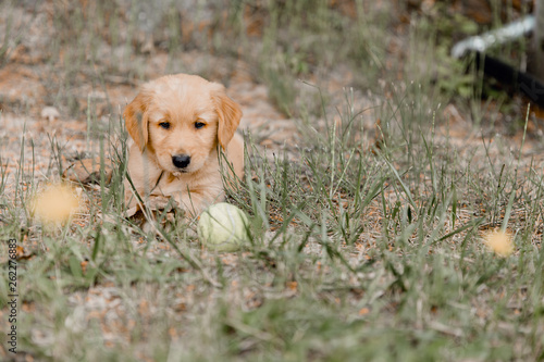 golden retriever puppy in grass