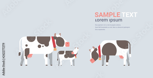 cute cartoon cows farm domestic animals husbandry grazing cattle concept flat gray background horizontal copy space