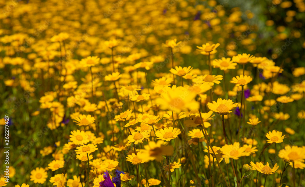 Obraz premium Gran Canaria in flower