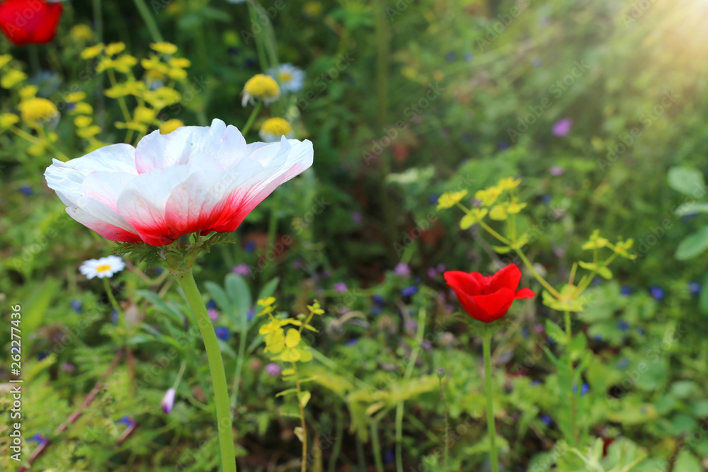 photo of colorful poppies in the green field. photo of colorful poppies in the green field.