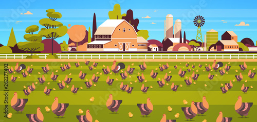 chicken and rooster free range feeding time farming breeding hed for food poultry farm concept field farmland countryside landscape flat horizontal