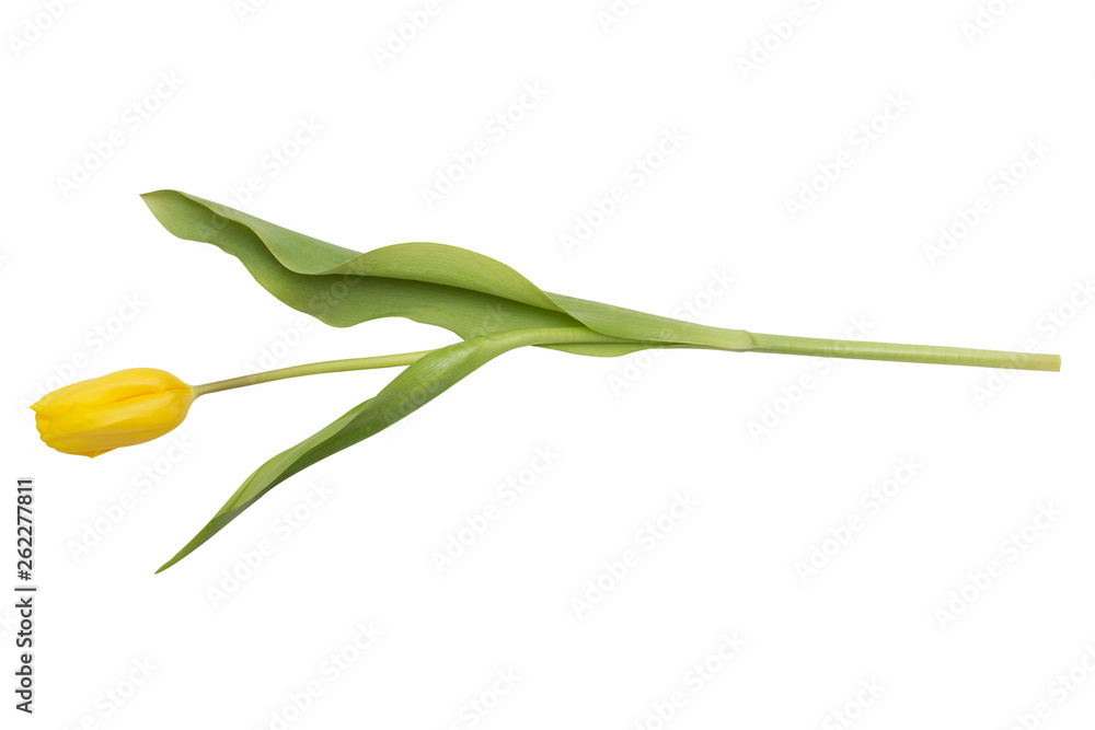 Yellow tulip isolated on white background. Yellow tulip isolated on white background.