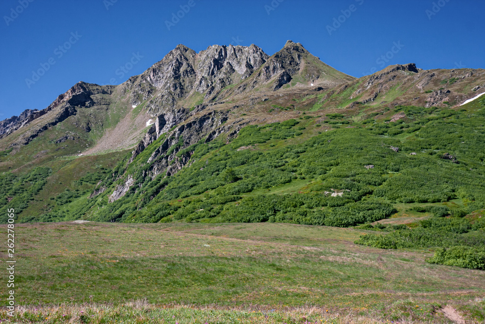 Panoramic view of a mountain pasture in spring bloom