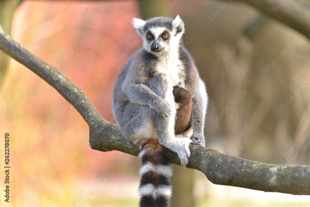 Fototapeta premium Kattas