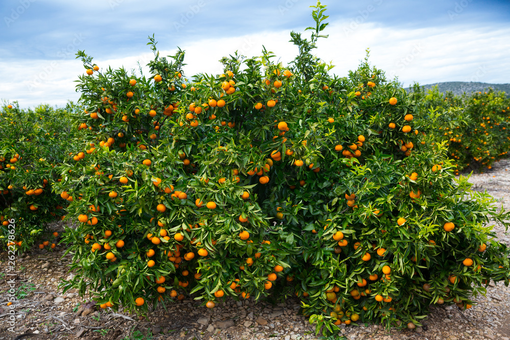 Ripe mandarins on trees
