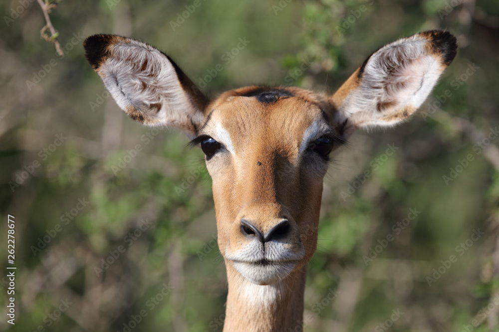 Schwarzfersenantilope / Impala / Aepyceros melampus Schwarzfersenantilope / Impala / Aepyceros melampus