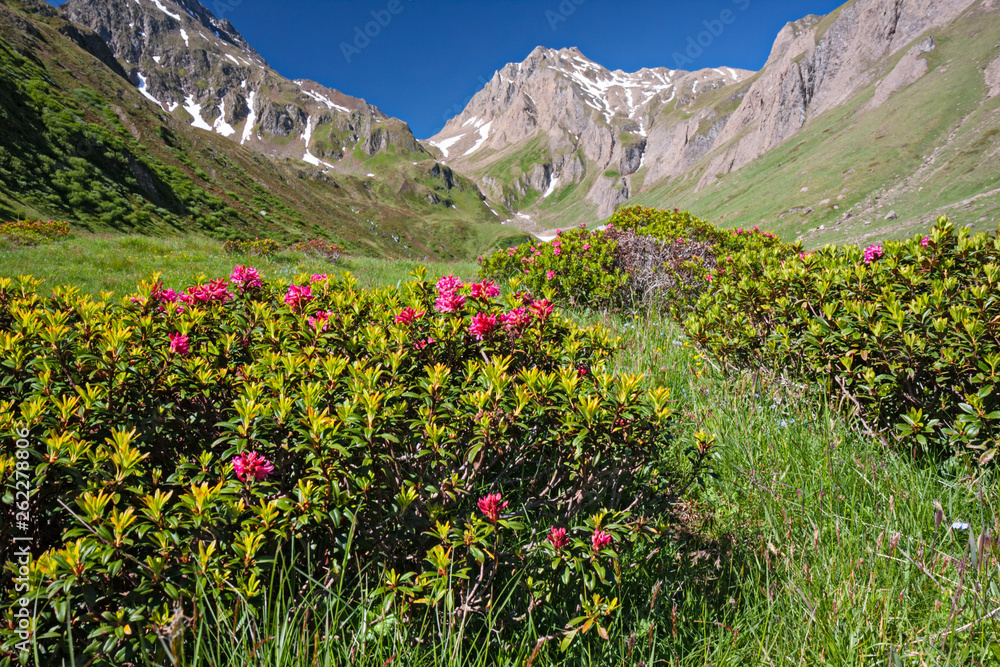 Fototapeta premium Panoramic view of a mountain pasture in spring bloom