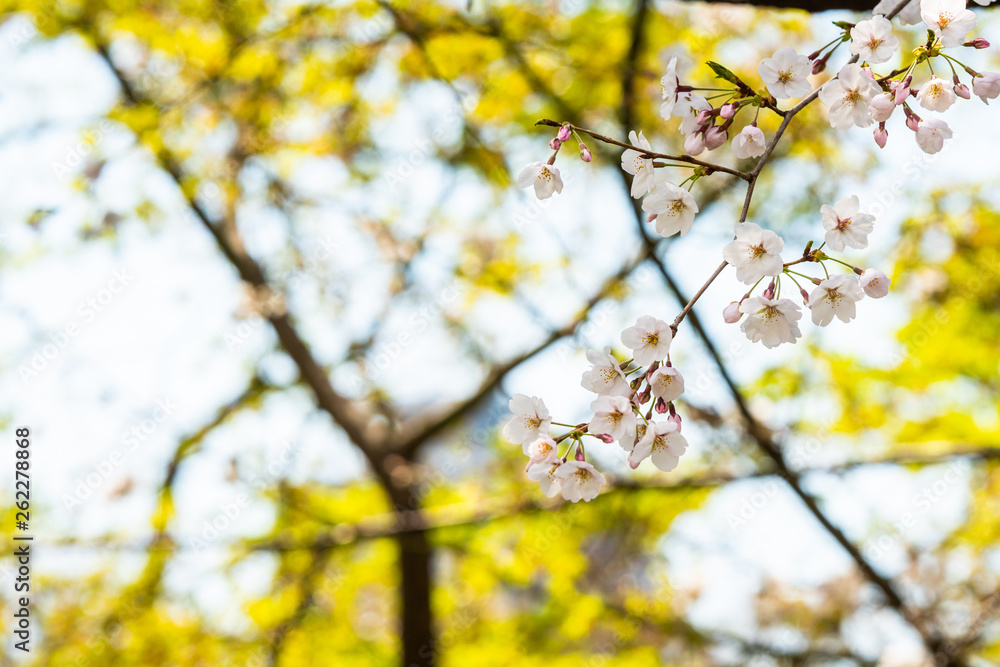 Cherry blossom in spring for background or copy space for text Cherry blossom in spring for background or copy space for text
