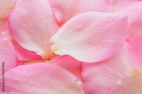 beautiful pink rose petals for Valentines day background top view © Piman Khrutmuang