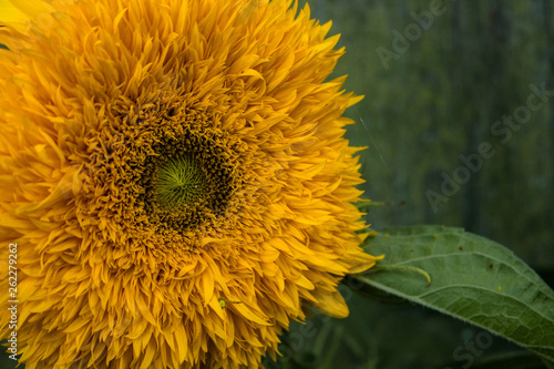 Sunflower, orange flowers