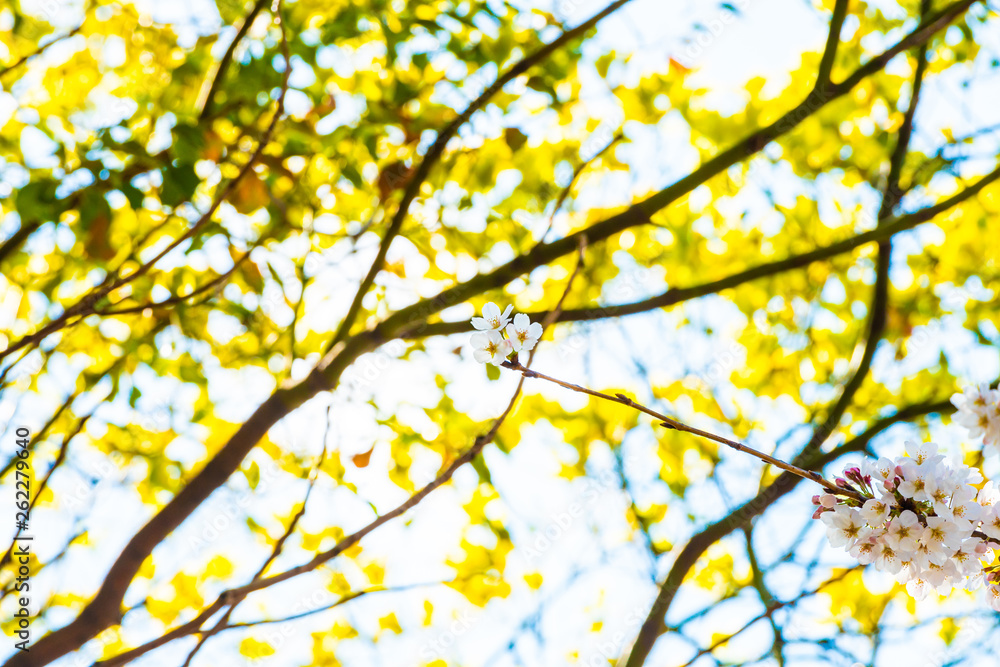 Obraz premium Cherry blossom in spring for background or copy space for text