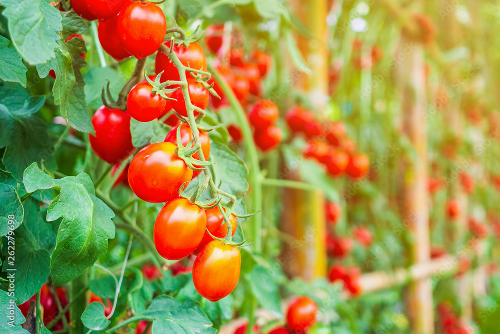 Fresh ripe red tomatoes plant growth in organic greenhouse garden ready to harvest