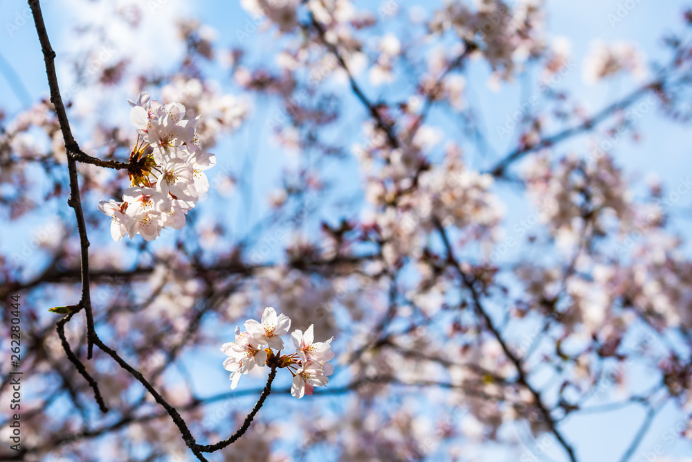 Cherry blossom in spring for background or copy space for text