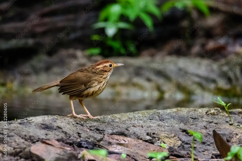 Pin-striped Tit Babbler Wet on the branches in nature