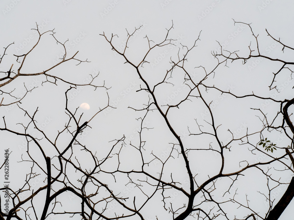 Texture of bare winter tree branches and half moon. Background and pattern.