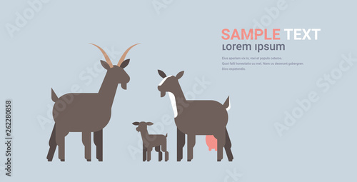 cute black goats family cartoon farm domestic animals husbandry grazing cattle concept flat horizontal copy space