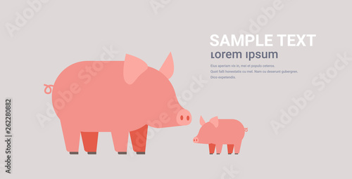 cute pigs family cartoon farm domestic animals husbandry grazing cattle concept flat horizontal copy space