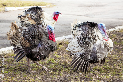 Turkeys in the garden of the farm. Breeding of turkeys_