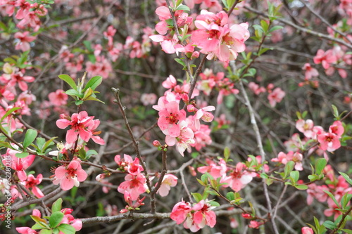 pink flower clusters