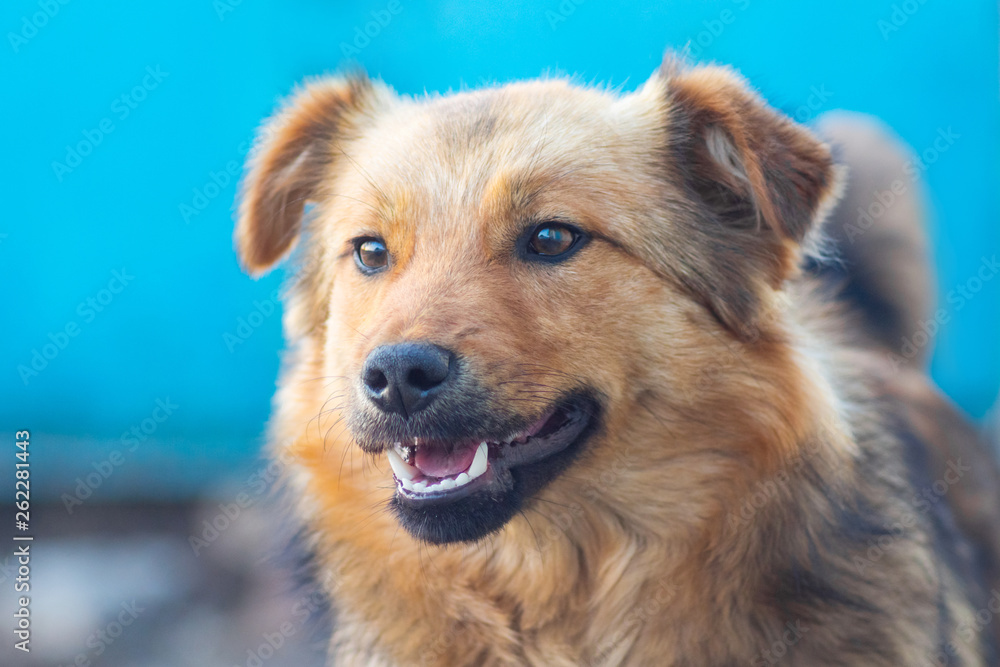 Fototapeta premium Brown fluffy dog on a blue background close-up_