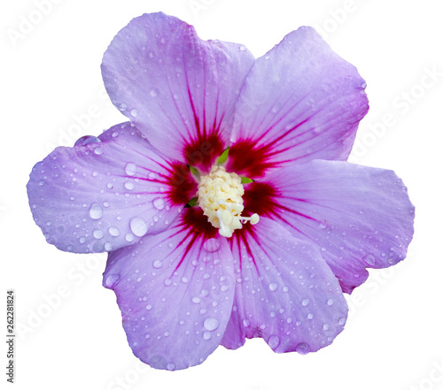 Purple flower of a hibiscus on a white isolated background_ © Volodymyr