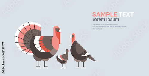 cute turkeys family cartoon farm domestic birds animals concept flat horizontal copy space