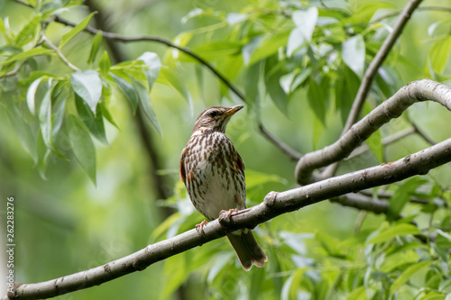 Redwing (Turdus iliacus, musicus) photo