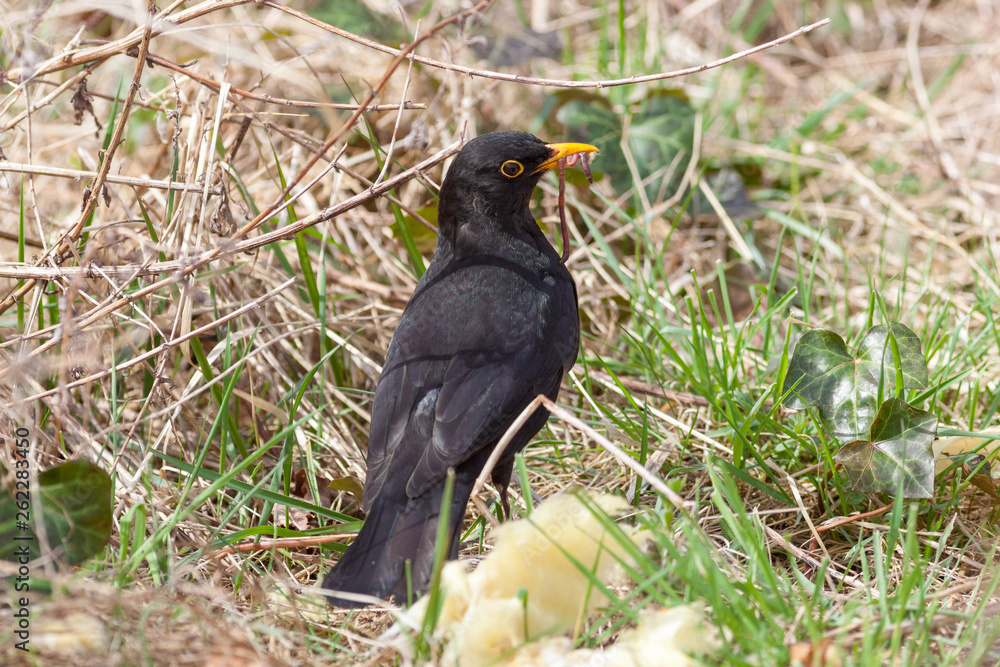 Fototapeta premium Blackbird (Turdus merula)