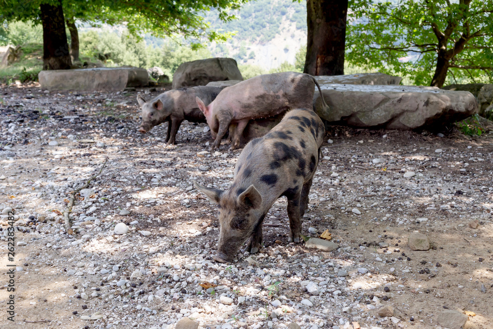 Pig graze in mountainous forest Pig graze in mountainous forest