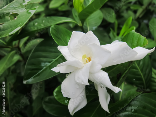 A Gardenia or Cape Jasmine Flower 