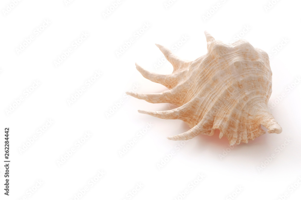 African shell on white . Ocean concept. Mollusks concept. African shell on white . Ocean concept. Mollusks concept.