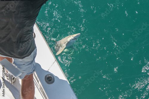 Catching sharks - fisherman in cut-off jeans shorts standing on the deck of a boat pulls a small shark out of the water with a hook in his mouth photo